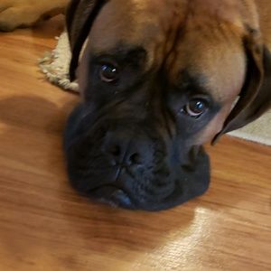 Meet your Posher, Rey